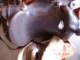 saddle_small.jpg