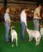 dsc00232_small.jpg