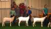 dsc00235_small.jpg