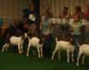 dsc00236_small.jpg