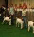 dsc00241_small.jpg