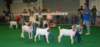 dsc06909_small.jpg