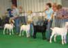 dsc07007_small.jpg