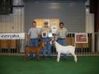 showmanship_small.jpg