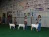 showmanship1_small.jpg
