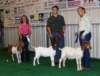 showmanship4_small.jpg