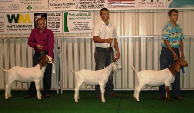 showmanship6.jpg