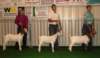 showmanship6_small.jpg