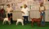 showmanship7_small.jpg